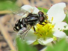Parhelophilus porcus