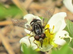 Parhelophilus porcus