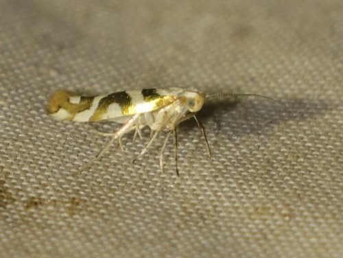Argyresthia calliphanes photo 5