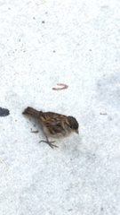 Passer domesticus