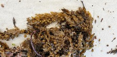 Sargassum lacerifolium
