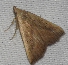 Macrochilo litophora