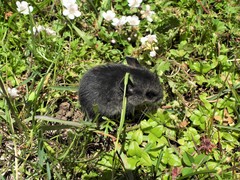 Peromyscus melanotis
