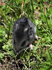 Peromyscus melanotis
