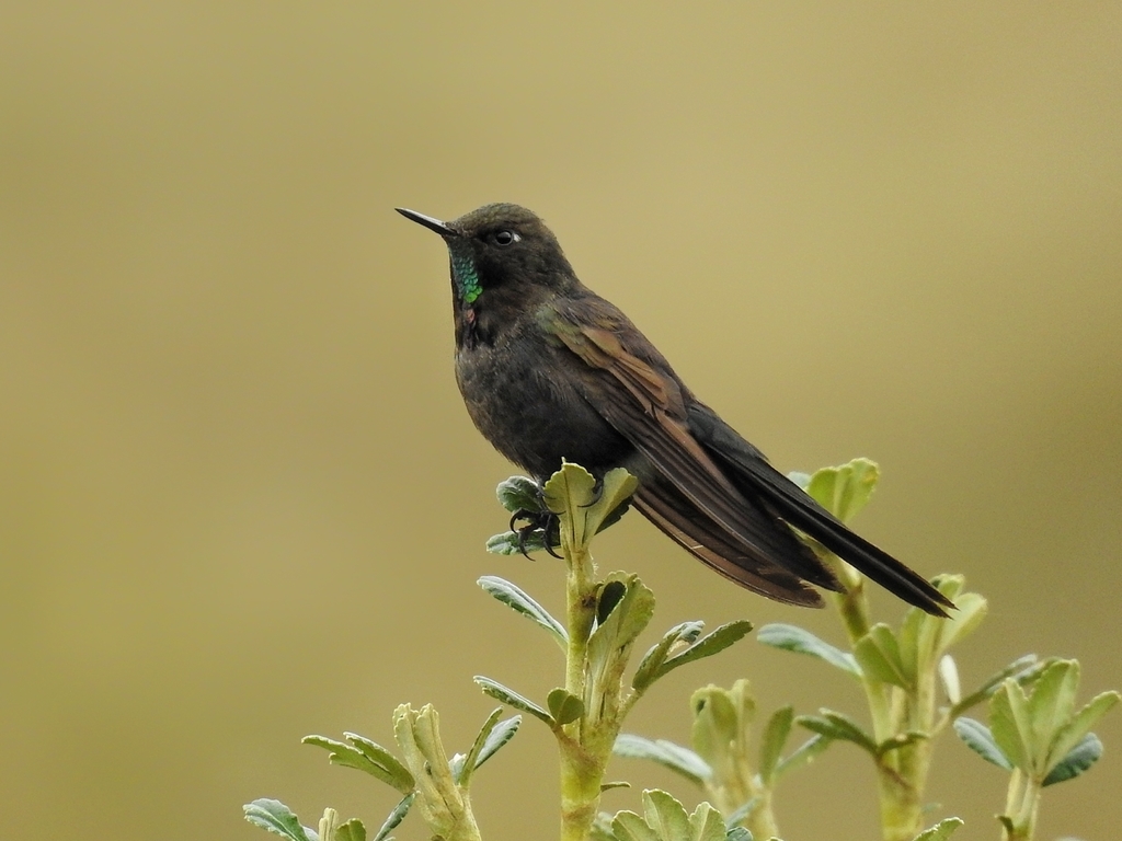 Blue-Mantled Thornbill