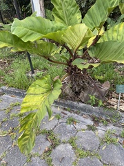 Philodendron melinonii