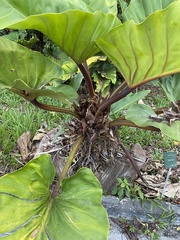 Philodendron melinonii