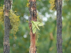 Xylophanes tyndarus