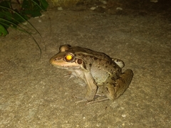 Leptodactylus latrans