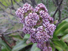 Valeriana microphylla