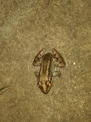 Leptodactylus latrans