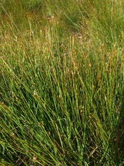 Trichophorum cespitosum germanicum