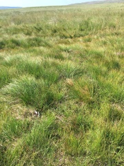 Trichophorum cespitosum germanicum