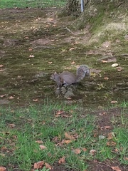 Sciurus carolinensis
