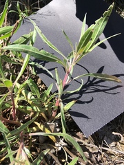 Oenothera macrocarpa
