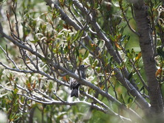 Polioptila melanura