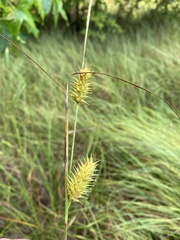 Carex bullata