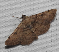 Digrammia gnophosaria