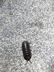 Porcellio laevis