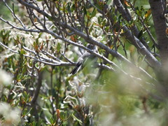 Polioptila melanura