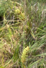 Carex bullata