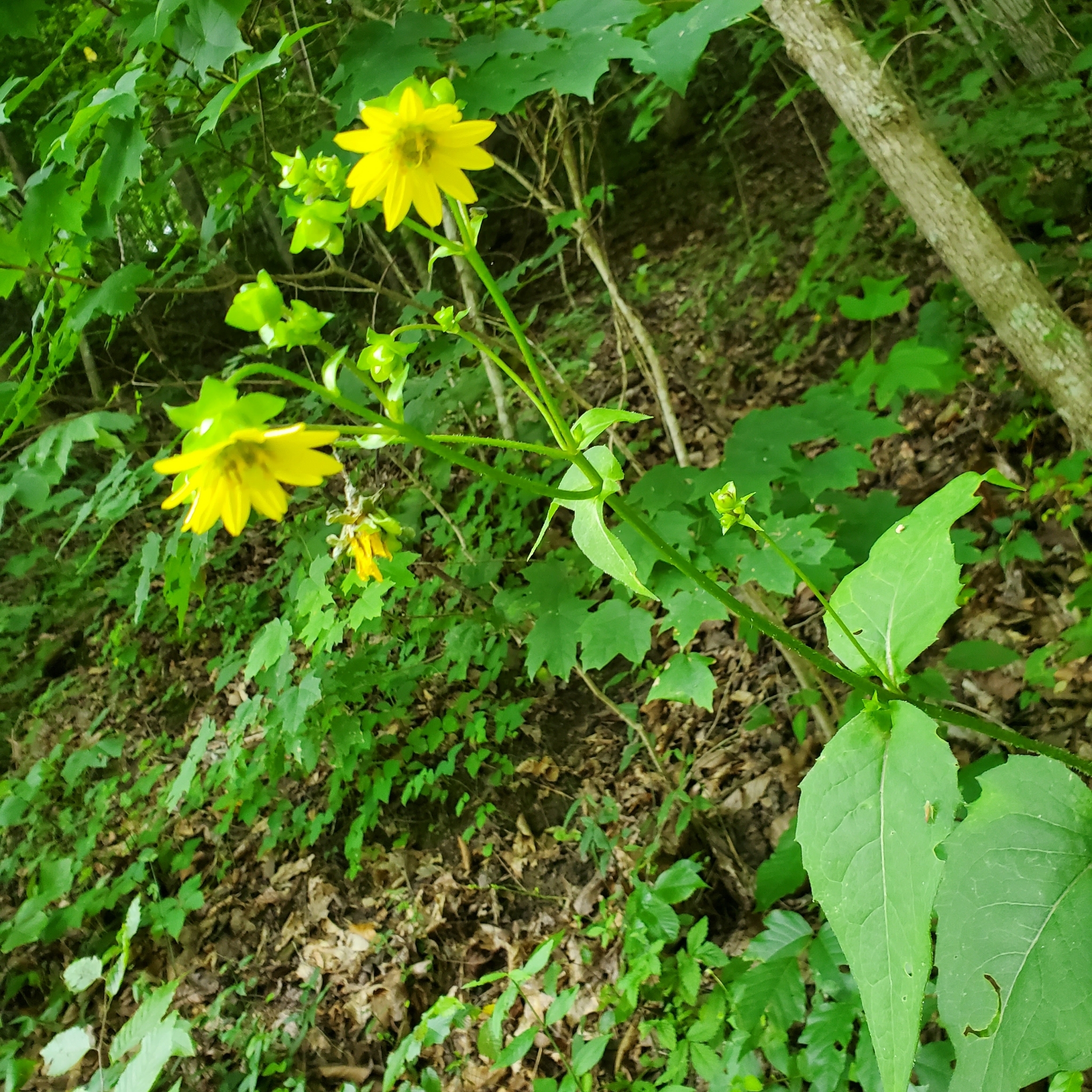 Silphium wasiotense