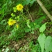 Appalachian Rosinweed - Photo (c) David Logsdon, some rights reserved (CC BY-NC), uploaded by David Logsdon