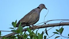 Streptopelia decaocto