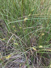 Carex bullata