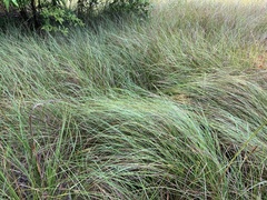 Carex bullata