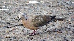 Streptopelia decaocto