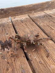 Loxorhynchus grandis