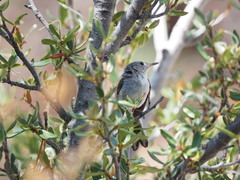 Polioptila melanura