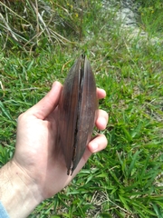 Anodontites trapesialis