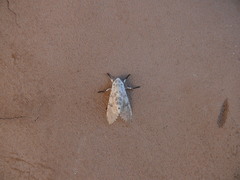 Hypercompe trinitatis