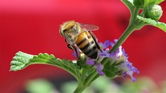 Apis mellifera