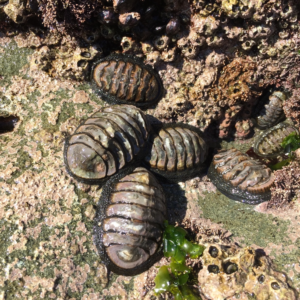 Chiton granosus