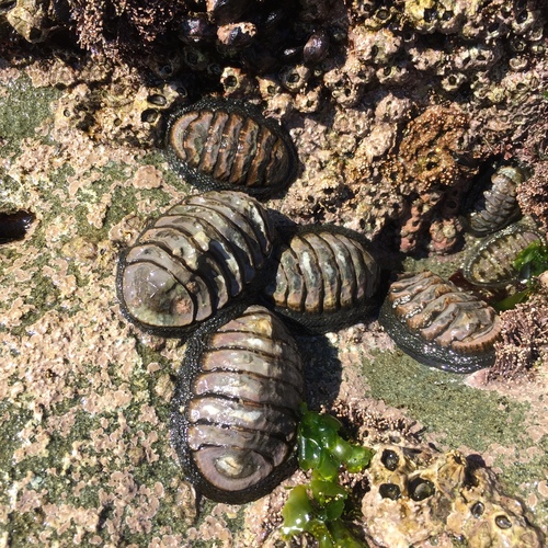 Chiton granosus
