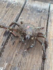 Loxorhynchus grandis