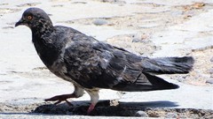 Columba livia domestica