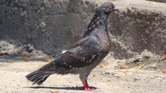 Columba livia domestica
