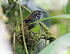 Henicorhina leucoptera