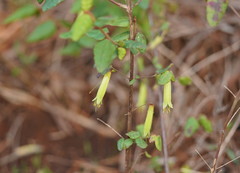 Correa reflexa lobata