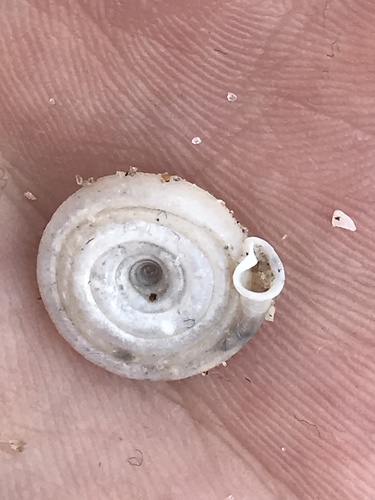 Polygyra cereolus image