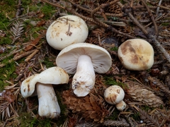 Russula crassotunicata
