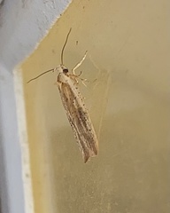 Agonopterix nervosa