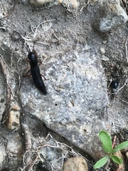 Dinothenarus badipes