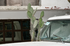 Opuntia lasiacantha