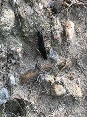 Dinothenarus badipes