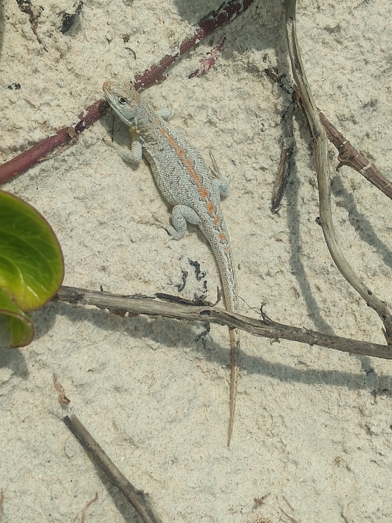 Lutz's Tree Iguana